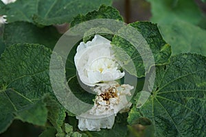 White double Alcea rosea blooms in the garden. Alcea rosea, the common hollyhock, is an ornamental dicot flowering plant. Berlin