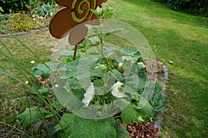 White double Alcea rosea blooms in the garden. Alcea rosea, the common hollyhock, is an ornamental dicot flowering plant. Berlin