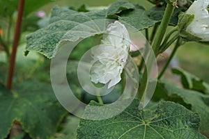 White double Alcea rosea blooms in the garden. Alcea rosea, the common hollyhock, is an ornamental dicot flowering plant. Berlin