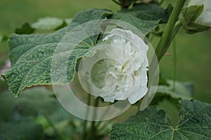 White double Alcea rosea blooms in the garden. Alcea rosea, the common hollyhock, is an ornamental dicot flowering plant. Berlin