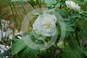 White double Alcea rosea blooms in the garden. Alcea rosea, the common hollyhock, is an ornamental dicot flowering plant. Berlin