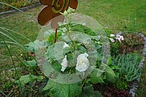 White double Alcea rosea blooms in the garden. Alcea rosea, the common hollyhock, is an ornamental dicot flowering plant. Berlin