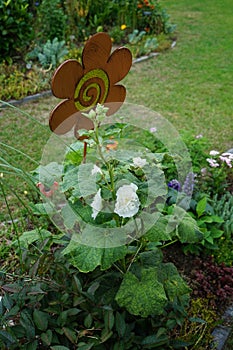 White double Alcea rosea blooms in the garden. Alcea rosea, the common hollyhock, is an ornamental dicot flowering plant. Berlin