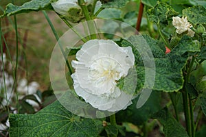 White double Alcea rosea blooms in the garden. Alcea rosea, the common hollyhock, is an ornamental dicot flowering plant. Berlin