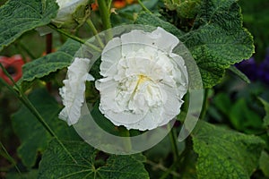 White double Alcea rosea blooms in the garden. Alcea rosea, the common hollyhock, is an ornamental dicot flowering plant. Berlin