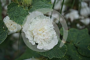 White double Alcea rosea blooms in the garden. Alcea rosea, the common hollyhock, is an ornamental dicot flowering plant. Berlin