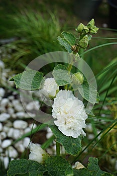 White double Alcea rosea blooms in the garden. Alcea rosea, the common hollyhock, is an ornamental dicot flowering plant. Berlin