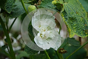 White double Alcea rosea blooms in the garden. Alcea rosea, the common hollyhock, is an ornamental dicot flowering plant. Berlin