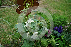 White double Alcea rosea blooms in the garden. Alcea rosea, the common hollyhock, is an ornamental dicot flowering plant. Berlin