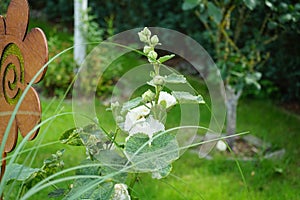 White double Alcea rosea blooms in the garden. Alcea rosea, the common hollyhock, is an ornamental dicot flowering plant. Berlin