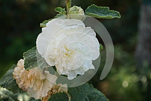 White double Alcea rosea blooms in the garden. Alcea rosea, the common hollyhock, is an ornamental dicot flowering plant. Berlin