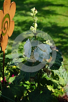 White double Alcea rosea blooms in the garden. Alcea rosea, the common hollyhock, is an ornamental dicot flowering plant. Berlin