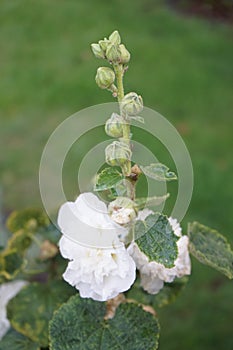 White double Alcea rosea blooms in the garden. Alcea rosea, the common hollyhock, is an ornamental dicot flowering plant. Berlin