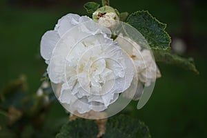 White double Alcea rosea blooms in the garden. Alcea rosea, the common hollyhock, is an ornamental dicot flowering plant. Berlin