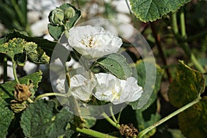 White double Alcea rosea blooms in the garden. Alcea rosea, the common hollyhock, is an ornamental dicot flowering plant. Berlin