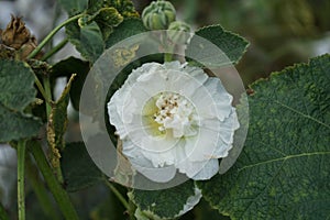 White double Alcea rosea blooms in the garden. Alcea rosea, the common hollyhock, is an ornamental dicot flowering plant. Berlin