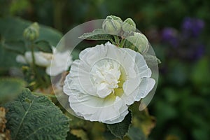 White double Alcea rosea blooms in the garden. Alcea rosea, the common hollyhock, is an ornamental dicot flowering plant. Berlin