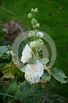 White double Alcea rosea blooms in the garden. Alcea rosea, the common hollyhock, is an ornamental dicot flowering plant. Berlin