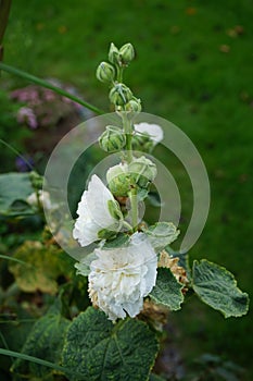 White double Alcea rosea blooms in the garden. Alcea rosea, the common hollyhock, is an ornamental dicot flowering plant. Berlin