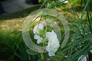 White double Alcea rosea blooms in the garden. Alcea rosea, the common hollyhock, is an ornamental dicot flowering plant. Berlin