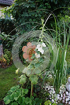 White double Alcea rosea blooms in the garden. Alcea rosea, the common hollyhock, is an ornamental dicot flowering plant. Berlin