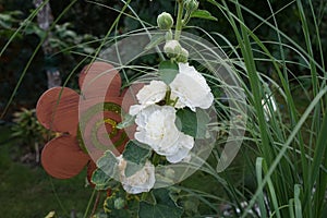 White double Alcea rosea blooms in the garden. Alcea rosea, the common hollyhock, is an ornamental dicot flowering plant. Berlin