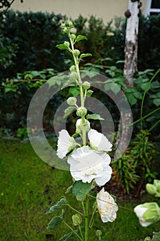 White double Alcea rosea blooms in the garden. Alcea rosea, the common hollyhock, is an ornamental dicot flowering plant. Berlin