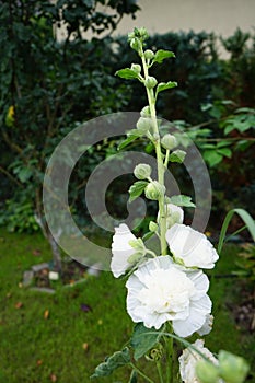 White double Alcea rosea blooms in the garden. Alcea rosea, the common hollyhock, is an ornamental dicot flowering plant. Berlin