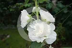 White double Alcea rosea blooms in the garden. Alcea rosea, the common hollyhock, is an ornamental dicot flowering plant. Berlin