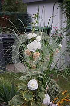 White double Alcea rosea blooms in the garden. Alcea rosea, the common hollyhock, is an ornamental dicot flowering plant. Berlin