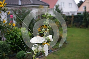 White double Alcea rosea blooms in the garden. Alcea rosea, the common hollyhock, is an ornamental dicot flowering plant. Berlin