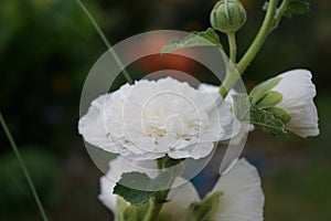 White double Alcea rosea blooms in the garden. Alcea rosea, the common hollyhock, is an ornamental dicot flowering plant. Berlin