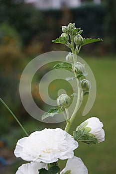 White double Alcea rosea blooms in the garden. Alcea rosea, the common hollyhock, is an ornamental dicot flowering plant. Berlin