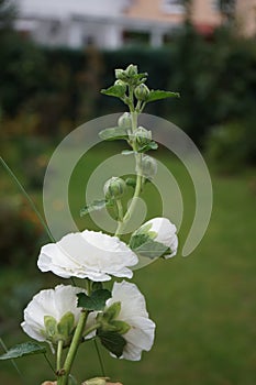 White double Alcea rosea blooms in the garden. Alcea rosea, the common hollyhock, is an ornamental dicot flowering plant. Berlin