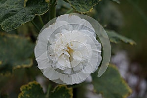 White double Alcea rosea blooms in the garden. Alcea rosea, the common hollyhock, is an ornamental dicot flowering plant. Berlin