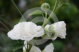 White double Alcea rosea blooms in the garden. Alcea rosea, the common hollyhock, is an ornamental dicot flowering plant. Berlin