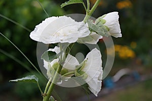 White double Alcea rosea blooms in the garden. Alcea rosea, the common hollyhock, is an ornamental dicot flowering plant. Berlin