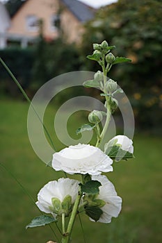 White double Alcea rosea blooms in the garden. Alcea rosea, the common hollyhock, is an ornamental dicot flowering plant. Berlin