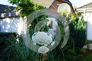 White double Alcea rosea blooms in the garden. Alcea rosea, the common hollyhock, is an ornamental dicot flowering plant. Berlin