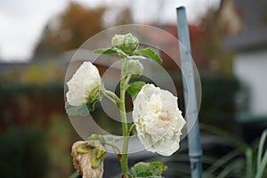 White double Alcea rosea blooms in the garden. Alcea rosea, the common hollyhock, is an ornamental dicot flowering plant. Berlin