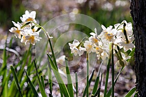 White Double Daffodil.