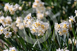 White Double Daffodil.