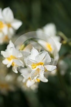 White Double Daffodil.