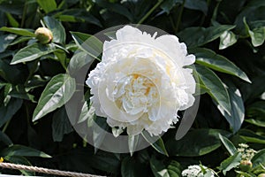 White double flower of Paeonia lactiflora cultivar Henry Sass close-up. Flowering peony plant in garden