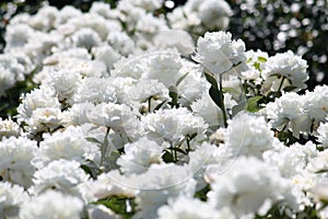 White double flowers of Paeonia lactiflora cultivar Amalia Olson