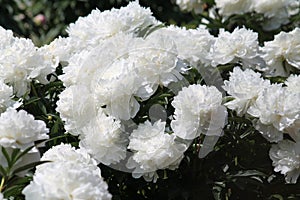 White double flowers of Paeonia lactiflora cultivar Argentina. Flowering peony in garden