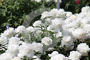 White double flowers of Paeonia lactiflora cultivar Argentina. Flowering peony in garden