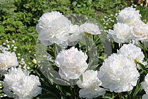 White double flowers of Paeonia lactiflora cultivar Baroness Schroeder. Flowering peony