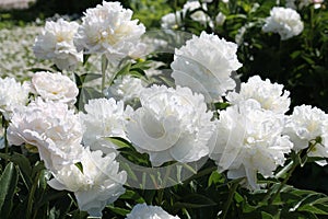White double flowers of Paeonia lactiflora cultivar Baroness Schroeder. Flowering peony