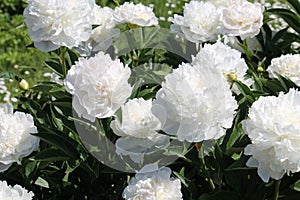 White double flowers of Paeonia lactiflora cultivar Baroness Schroeder. Flowering peony photo